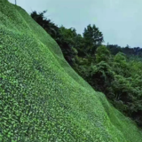 綠葉荷蘭網(wǎng)