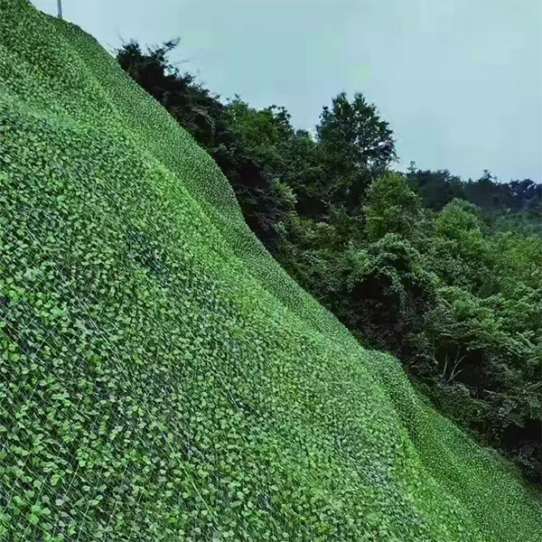 綠葉荷蘭網(wǎng)