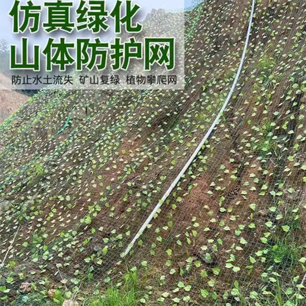 綠葉荷蘭網(wǎng)
